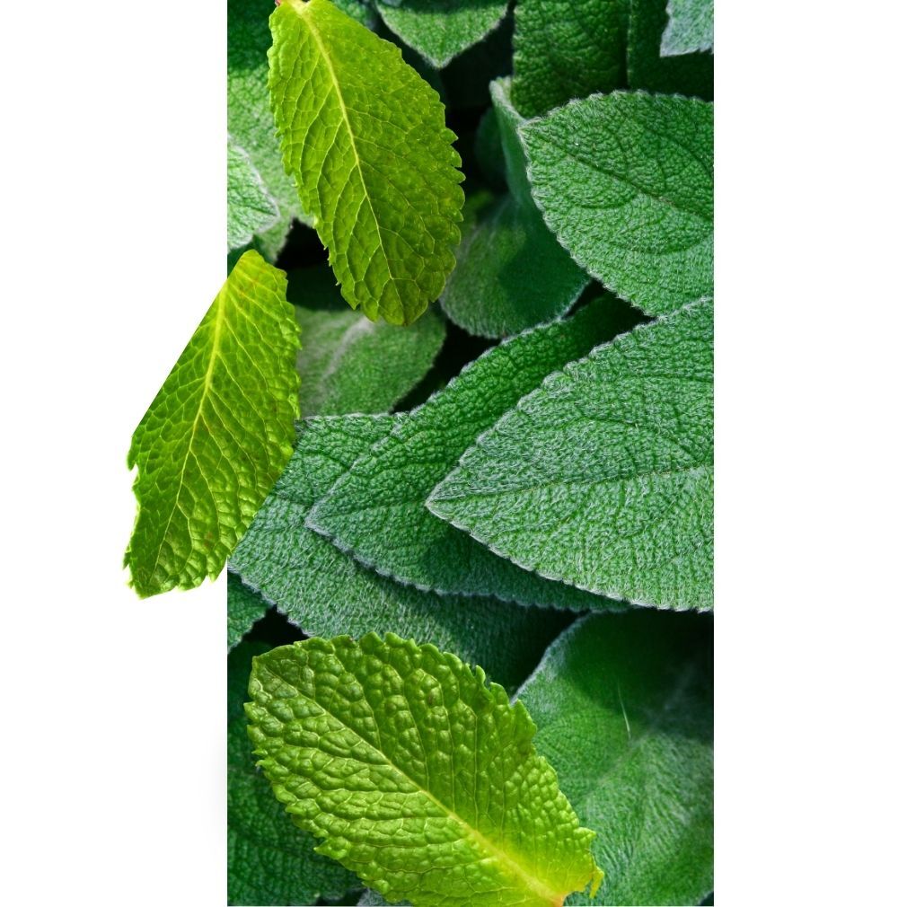 Kompozycja zapachowa GREEN ISLAND świeża, zielona, nietuzinkowa 10ml